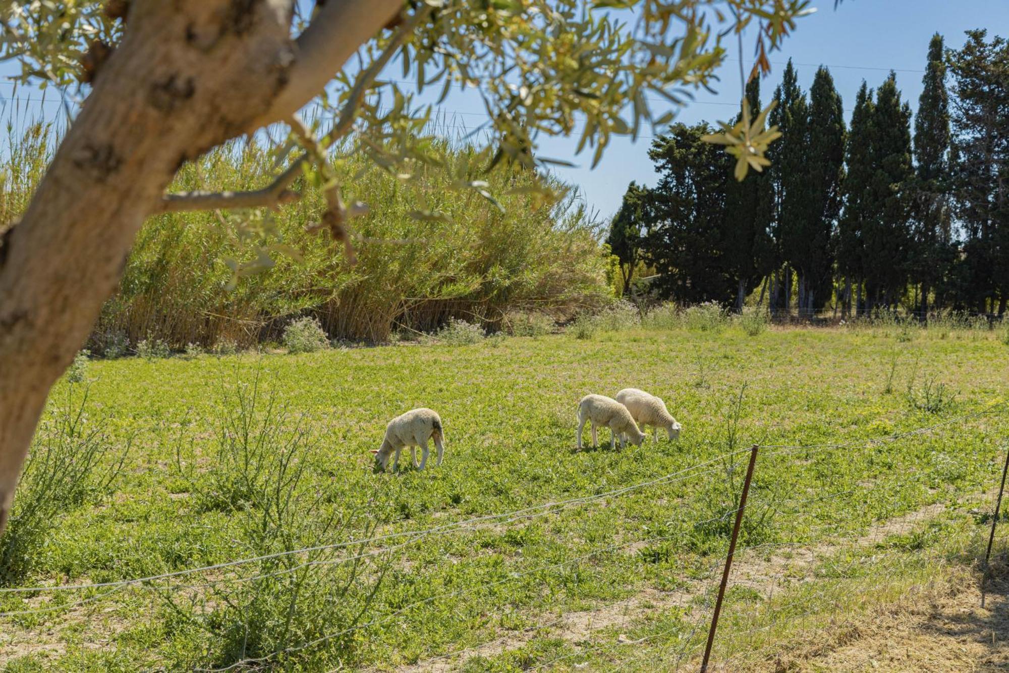 Villa Can Gosp / Sa Caseta D'En Mateu Alcudia  Zewnętrze zdjęcie
